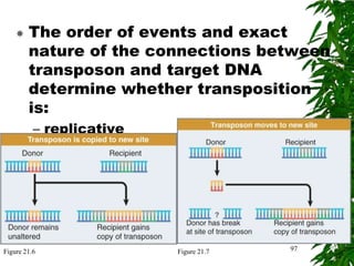    The order of events and exact
        nature of the connections between
        transposon and target DNA
        determine whether transposition
        is:
          – replicative
          – nonreplicative




Figure 21.6                  Figure 21.7   97
 