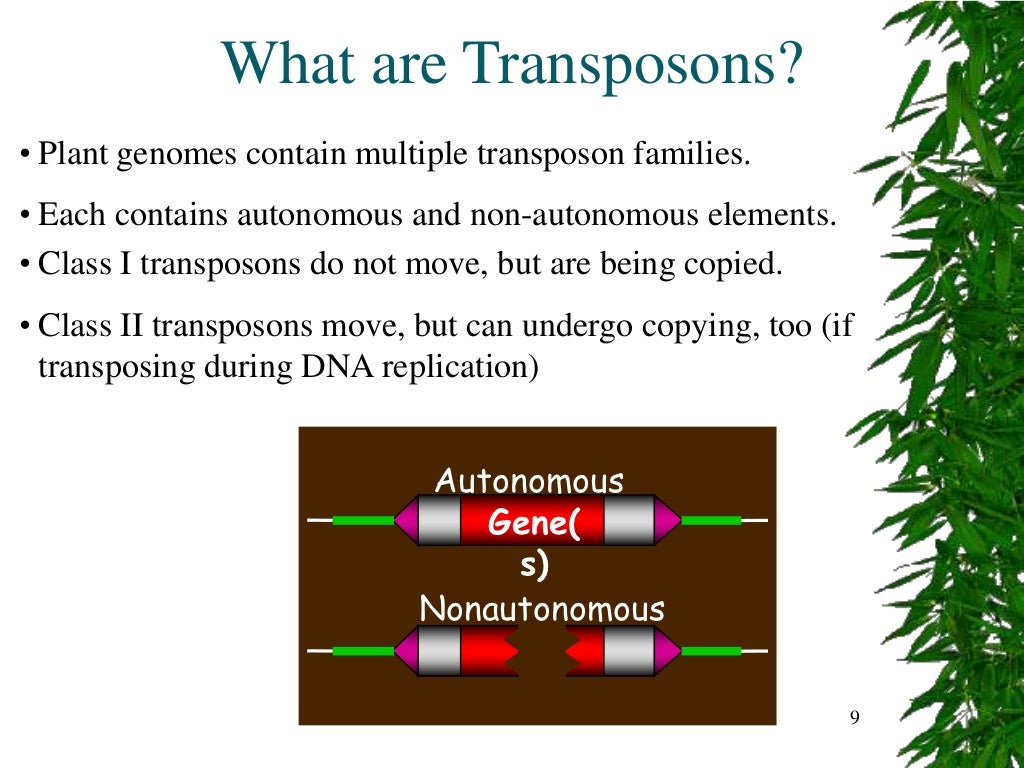 transposons complete ppt