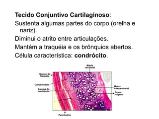 Tecido Conjuntivo Cartilaginoso:
Sustenta algumas partes do corpo (orelha e
nariz).
Diminui o atrito entre articulações.
Mantém a traquéia e os brônquios abertos.
Célula característica: condrócito.
 