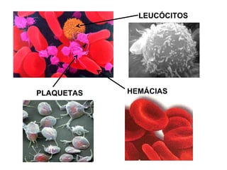 PLAQUETAS
LEUCÓCITOS
HEMÁCIAS
 