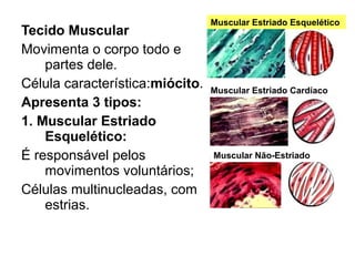 Tecido Muscular
Movimenta o corpo todo e
partes dele.
Célula característica:miócito.
Apresenta 3 tipos:
1. Muscular Estriado
Esquelético:
É responsável pelos
movimentos voluntários;
Células multinucleadas, com
estrias.
Muscular Estriado Esquelético
Muscular Estriado Cardíaco
Muscular Não-Estriado
 
