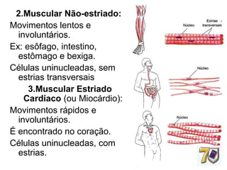 2.Muscular Não-estriado:
Movimentos lentos e
involuntários.
Ex: esôfago, intestino,
estômago e bexiga.
Células uninucleadas, sem
estrias transversais
3.Muscular Estriado
Cardíaco (ou Miocárdio):
Movimentos rápidos e
involuntários.
É encontrado no coração.
Células uninucleadas, com
estrias.
 