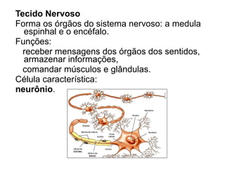 Tecido Nervoso
Forma os órgãos do sistema nervoso: a medula
espinhal e o encéfalo.
Funções:
receber mensagens dos órgãos dos sentidos,
armazenar informações,
comandar músculos e glândulas.
Célula característica:
neurônio.
 