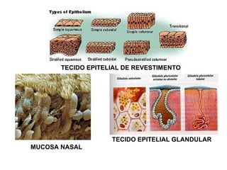 TECIDO EPITELIAL DE REVESTIMENTO
TECIDO EPITELIAL GLANDULAR
MUCOSA NASAL
 
