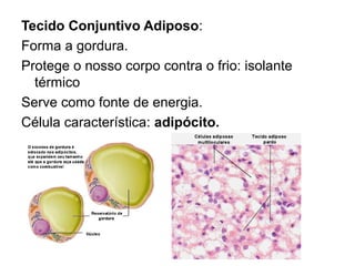 Tecido Conjuntivo Adiposo:
Forma a gordura.
Protege o nosso corpo contra o frio: isolante
térmico
Serve como fonte de energia.
Célula característica: adipócito.
 