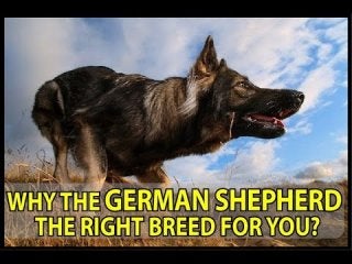 What you need to know about German Shepherd ? ( german shepherd barking )