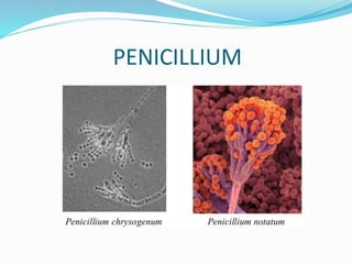 Penicillin | PPT