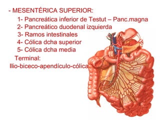 - MESENTÉRICA SUPERIOR:
    1- Pancreática inferior de Testut – Panc.magna
    2- Pancreático duodenal izquierda
    3- Ramos intestinales
    4- Cólica dcha superior
    5- Cólica dcha media
                                      R
   Terminal:
Ilio-biceco-apendículo-cólica
 