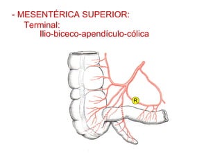 - MESENTÉRICA SUPERIOR:
   Terminal:
      Ilio-biceco-apendículo-cólica




                               R
 