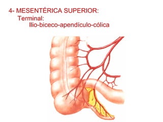 4- MESENTÉRICA SUPERIOR:
   Terminal:
      Ilio-biceco-apendículo-cólica
 