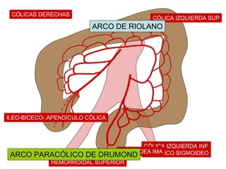 CÓLICAS DERECHAS
                                          CÓLICA IZQUIERDA SUP
                         ARCO DE RIOLANO




ILEO-BICECO-.APENDÍCULO CÓLICA




                                      CÓLICA IZQUIERDA INF
                               SIGMOIDEA IMA
 ARCO PARACÓLICO DE        DRUMOND O TRONCO SIGMOIDEO
             HEMORROIDAL SUPERIOR
 