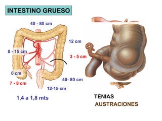INTESTINO GRUESO
            40 - 80 cm


                              12 cm

8 - 15 cm
                              3 - 5 cm


 6 cm
                         40- 80 cm
7 - 8 cm
                   12-15 cm

    1,4 a 1,8 mts                        TENIAS
                                         AUSTRACIONES
 