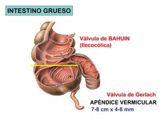 INTESTINO GRUESO



                   Válvula de BAHUIN
                   (Ilecocólica)




                            Válvula de Gerlach
                      APÉNDICE VERMICULAR
                      7-8 cm x 4-8 mm
 