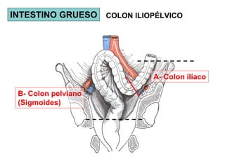 INTESTINO GRUESO COLON ILIOPÉLVICO




                            A- Colon ilíaco

 B- Colon pelviano
 (Sigmoides)
 