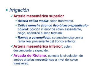 Irrigación
  Arteria mesentérica superior
    Arteria cólica media: colon transverso.
    Cólica derecha (tronco íleo-biceco-apendículo-
    cólico): porción inferior de colon ascendente,
    ciego, apéndice e íleon terminal.
    Ramas a yeyunoíleon: se anastomosa con la
    rama ileal proveniente del tronco anterior.
  Arteria mesentérica inferior: colon
  descendente y sigmoide.
  Arcada de Riolano: conecta la circulación de
  ambas arterias mesentéricas a nivel del colon
  transverso.
 