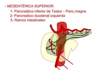 - MESENTÉRICA SUPERIOR:
   1- Pancreática inferior de Testut – Panc.magna
   2- Pancreático duodenal izquierda
   3- Ramos intestinales




                              R
 