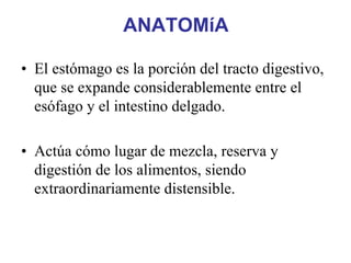 ANATOMíA

• El estómago es la porción del tracto digestivo,
  que se expande considerablemente entre el
  esófago y el intestino delgado.

• Actúa cómo lugar de mezcla, reserva y
  digestión de los alimentos, siendo
  extraordinariamente distensible.
 