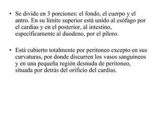• Se divide en 3 porciones: el fondo, el cuerpo y el
  antro. En su límite superior está unido al esófago por
  el cardias y en el posterior, al intestino,
  específicamente al duodeno, por el píloro.

• Está cubierto totalmente por peritoneo excepto en sus
  curvaturas, por donde discurren los vasos sanguíneos
  y en una pequeña región desnuda de peritoneo,
  situada por detrás del orificio del cardias.
 