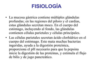 FISIOLOGÍA

• La mucosa gástrica contiene múltiples glándulas
  profundas; en las regiones del píloro y el cardias,
  estas glándulas secretan moco. En el cuerpo del
  estómago, incluyendo al fondo, las glándulas
  contienen células parietales y células principales.
• Las células parietales secretan ácido clorhídrico en el
  cuerpo del estómago. Este mata muchas bacterias
  ingeridas, ayuda a la digestión proteínica,
  proporciona el pH necesario para que la pepsina
  inicie la digestión de las proteínas, y estimula el flujo
  de bilis y de jugo pancreático.
 