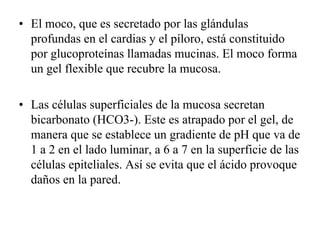 • El moco, que es secretado por las glándulas
  profundas en el cardias y el píloro, está constituido
  por glucoproteínas llamadas mucinas. El moco forma
  un gel flexible que recubre la mucosa.

• Las células superficiales de la mucosa secretan
  bicarbonato (HCO3-). Este es atrapado por el gel, de
  manera que se establece un gradiente de pH que va de
  1 a 2 en el lado luminar, a 6 a 7 en la superficie de las
  células epiteliales. Así se evita que el ácido provoque
  daños en la pared.
 