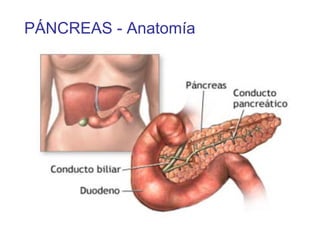 PÁNCREAS - Anatomía
 