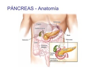 PÁNCREAS - Anatomía
 