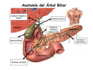 Anatomía del Árbol Biliar

Conducto Hepático
     Común                        Conducto Cístico



    HIGADO                       Conducto
                                  Colédoco           PÁNCREAS
                                (dm 5,5 mm)



Vesícula Biliar                                            Conducto
                                                          Pancreático




                      DUODENO


  Esfínter de Oddi
 
