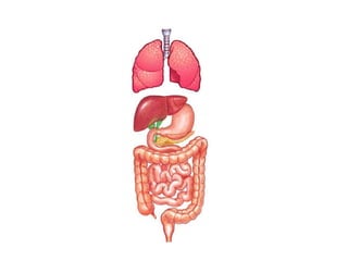 fistulas biliares