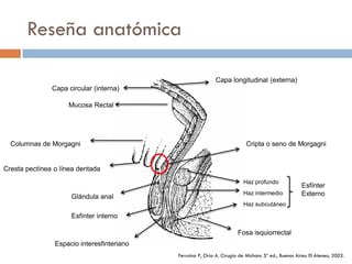 Reseña anatómica

                                                             Capa longitudinal (externa)
               Capa circular (interna)

                    Mucosa Rectal




  Columnas de Morgagni                                                     Cripta o seno de Morgagni


Cresta pectínea o línea dentada
                                                                          Haz profundo
                                                                                                     Esfínter
                                                                          Haz intermedio             Externo
                     Glándula anal
                                                                          Haz subcutáneo

                     Esfínter interno

                                                                       Fosa isquiorrectal
                Espacio interesfinteriano
                                            Ferraina P, Oría A. Cirugía de Michans 5ª ed., Buenos Aires: El Ateneo, 2002.
 