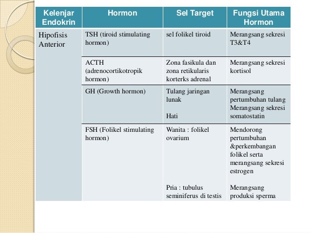 fungsi-neuroendokrin