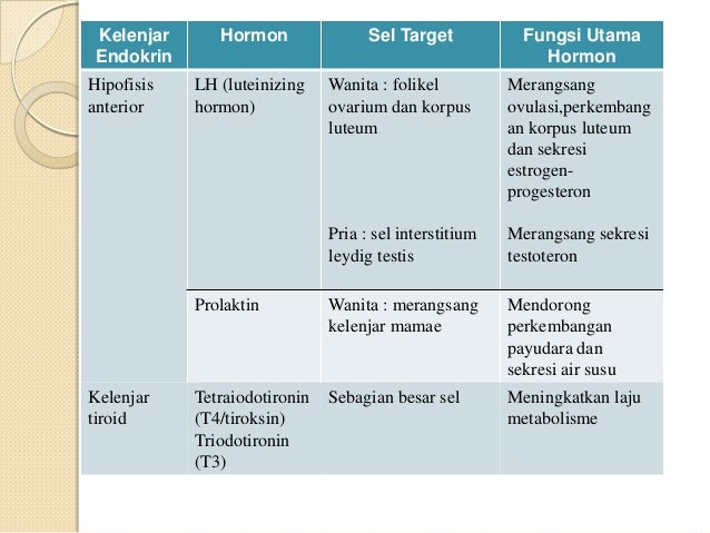 fungsi-neuroendokrin