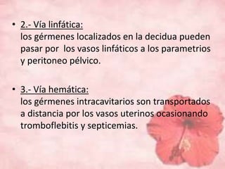 • 2.- Vía linfática: 
los gérmenes localizados en la decidua pueden 
pasar por los vasos linfáticos a los parametrios 
y peritoneo pélvico. 
• 3.- Vía hemática: 
los gérmenes intracavitarios son transportados 
a distancia por los vasos uterinos ocasionando 
tromboflebitis y septicemias. 
 