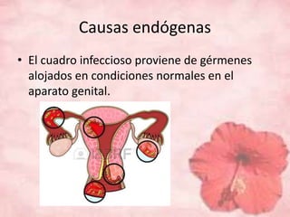 Causas endógenas 
• El cuadro infeccioso proviene de gérmenes 
alojados en condiciones normales en el 
aparato genital. 
 