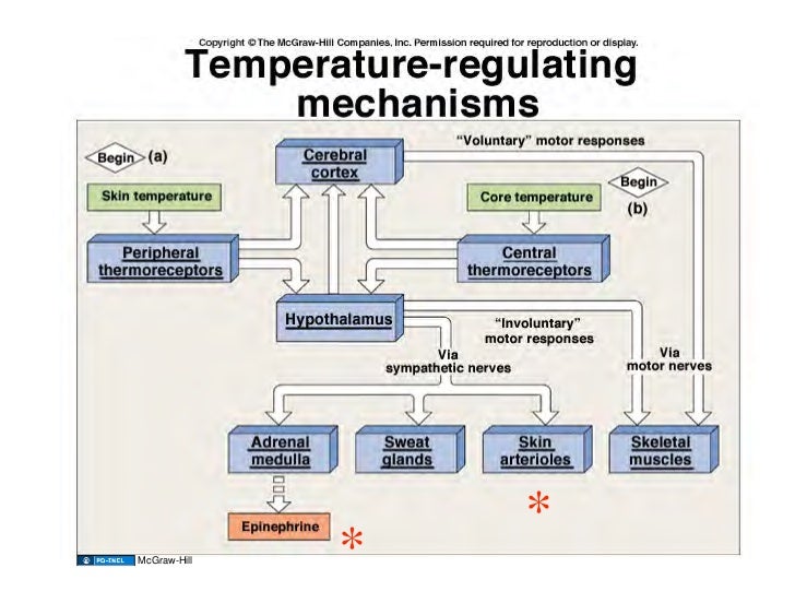 11.11.08 Body Temperature Regulation