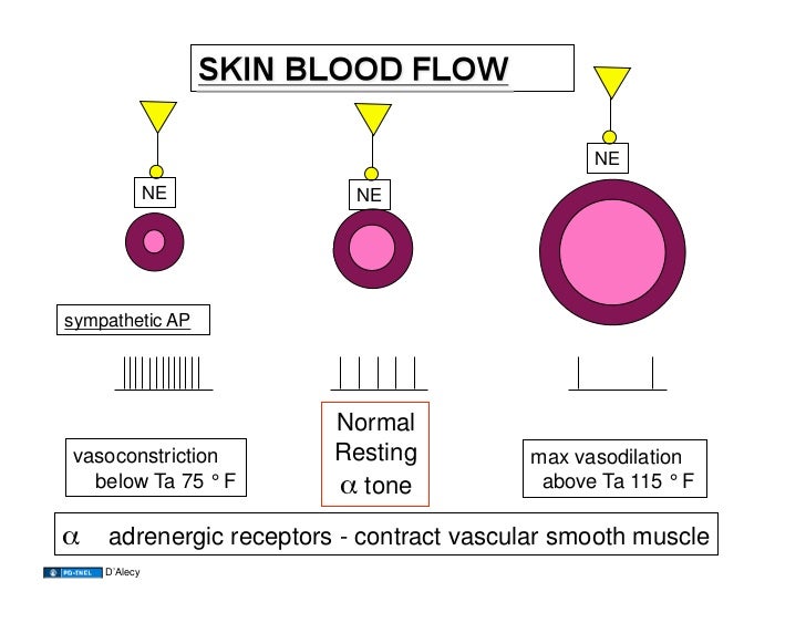 11.11.08 Body Temperature Regulation