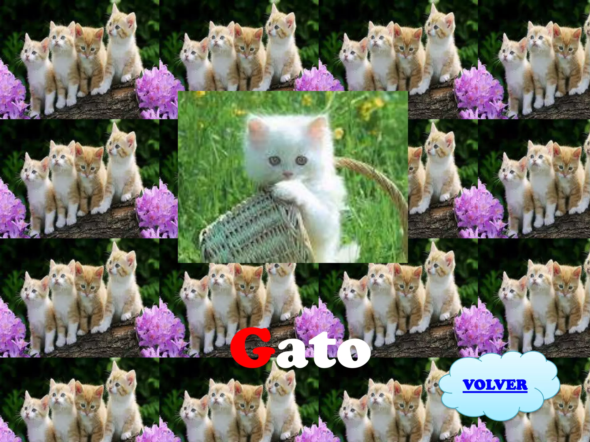 Gato   VOLVER
 