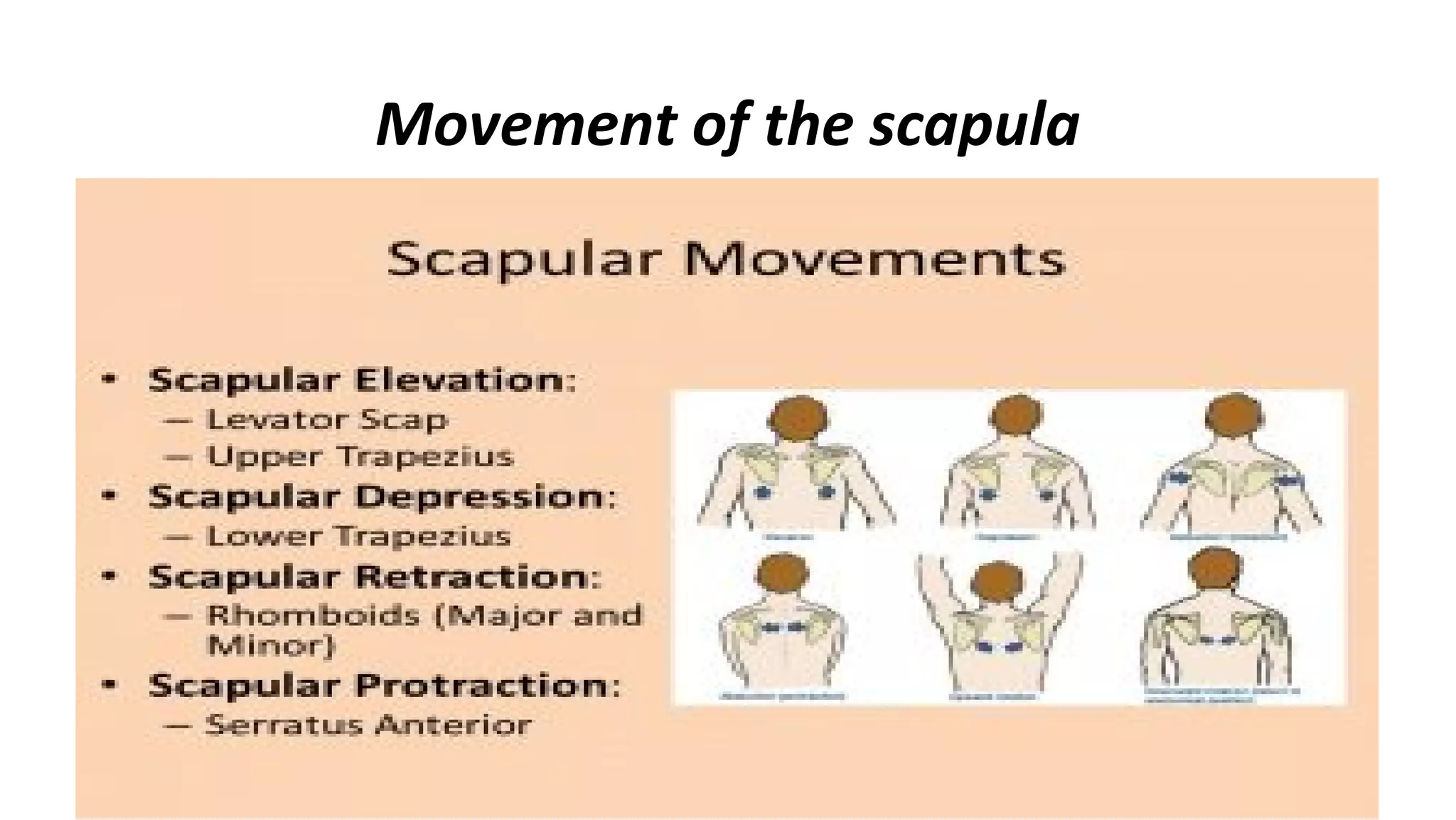 Movement of the scapula
 