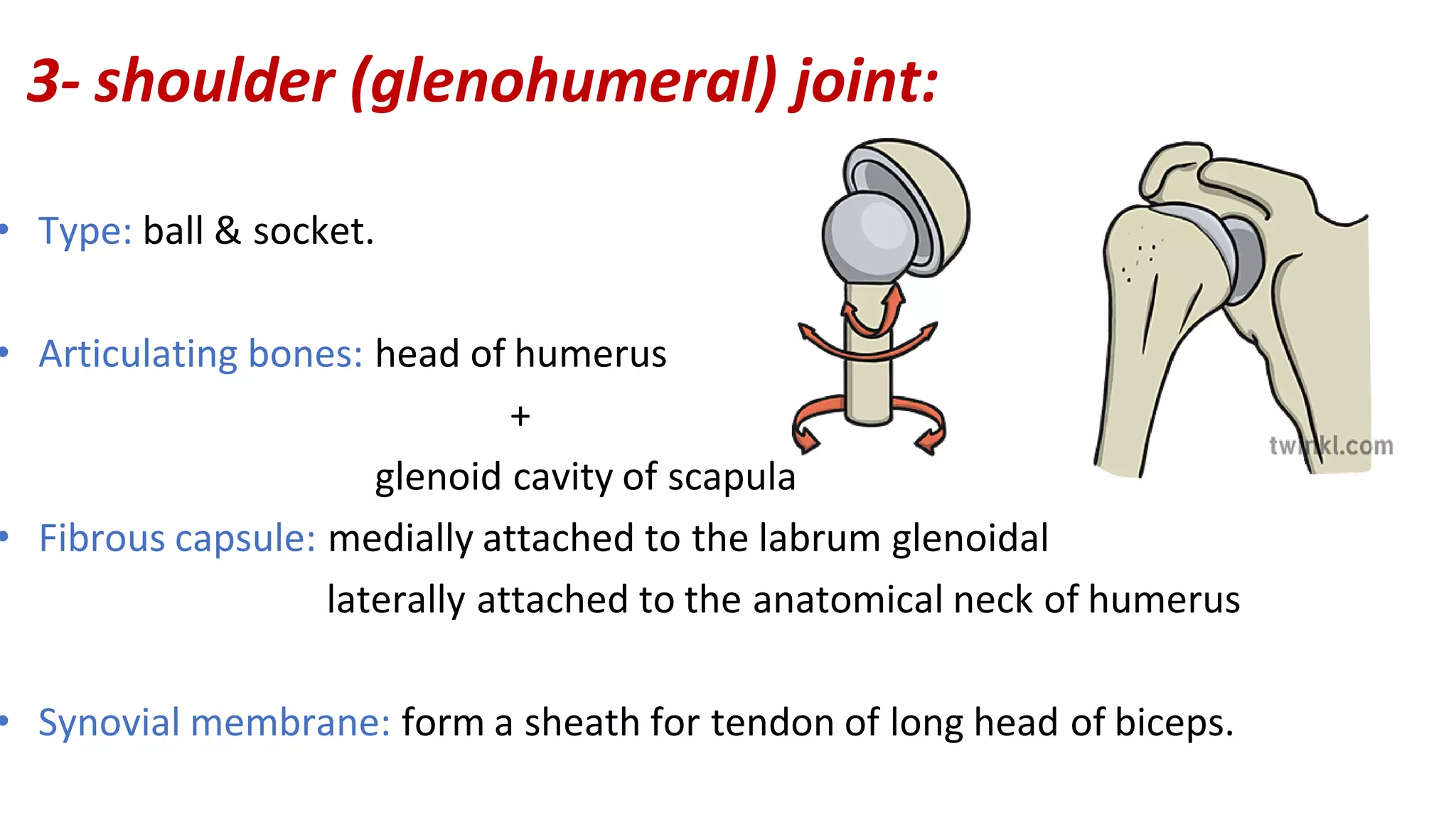 3- shoulder (glenohumeral) joint:
• Type: ball & socket.
• Articulating bones: head of humerus
+
glenoid cavity of scapula
• Fibrous capsule: medially attached to the labrum glenoidal
laterally attached to the anatomical neck of humerus
• Synovial membrane: form a sheath for tendon of long head of biceps.
 