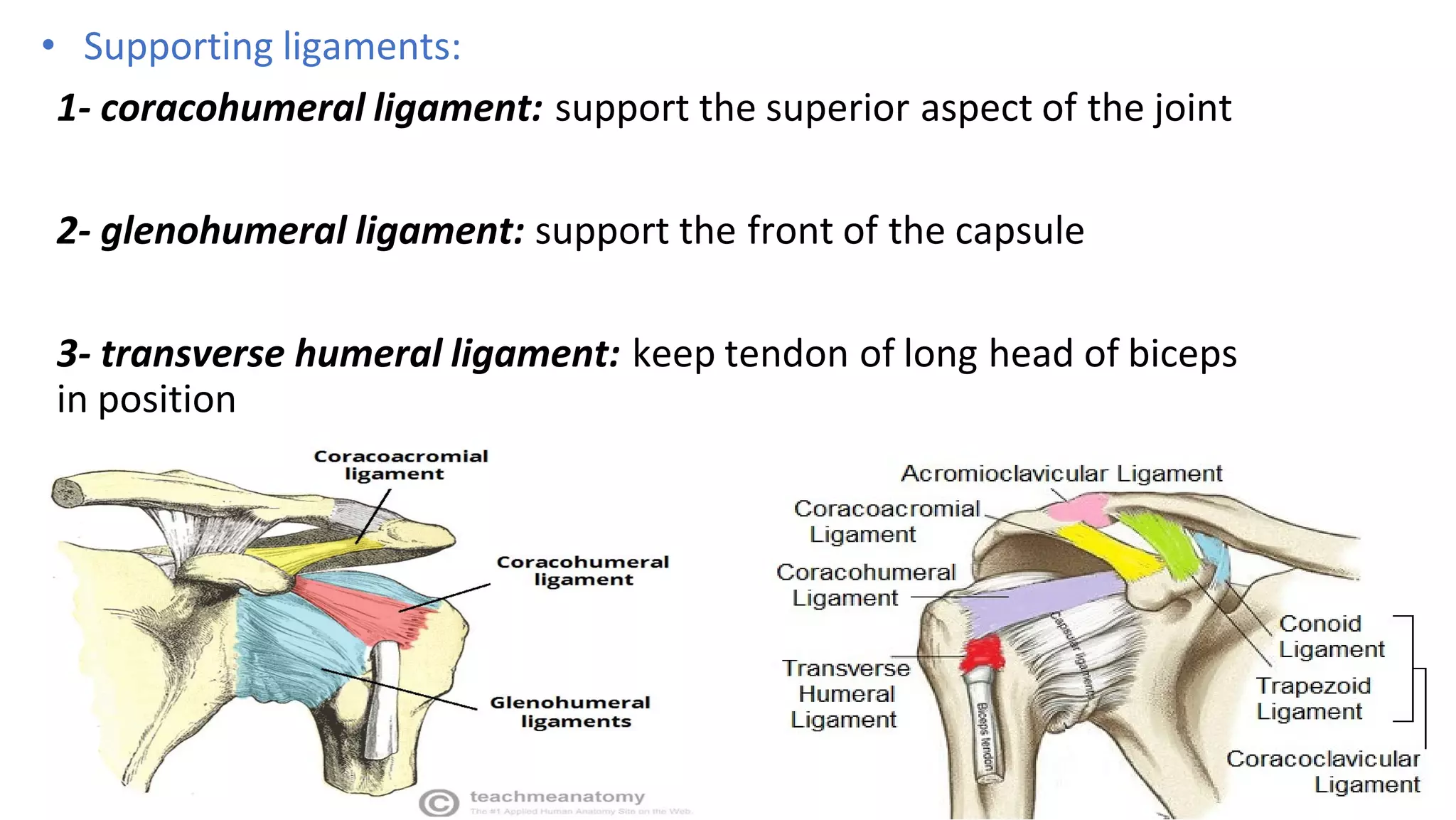 • Supporting ligaments:
1- coracohumeral ligament: support the superior aspect of the joint
2- glenohumeral ligament: support the front of the capsule
3- transverse humeral ligament: keep tendon of long head of biceps
in position
 