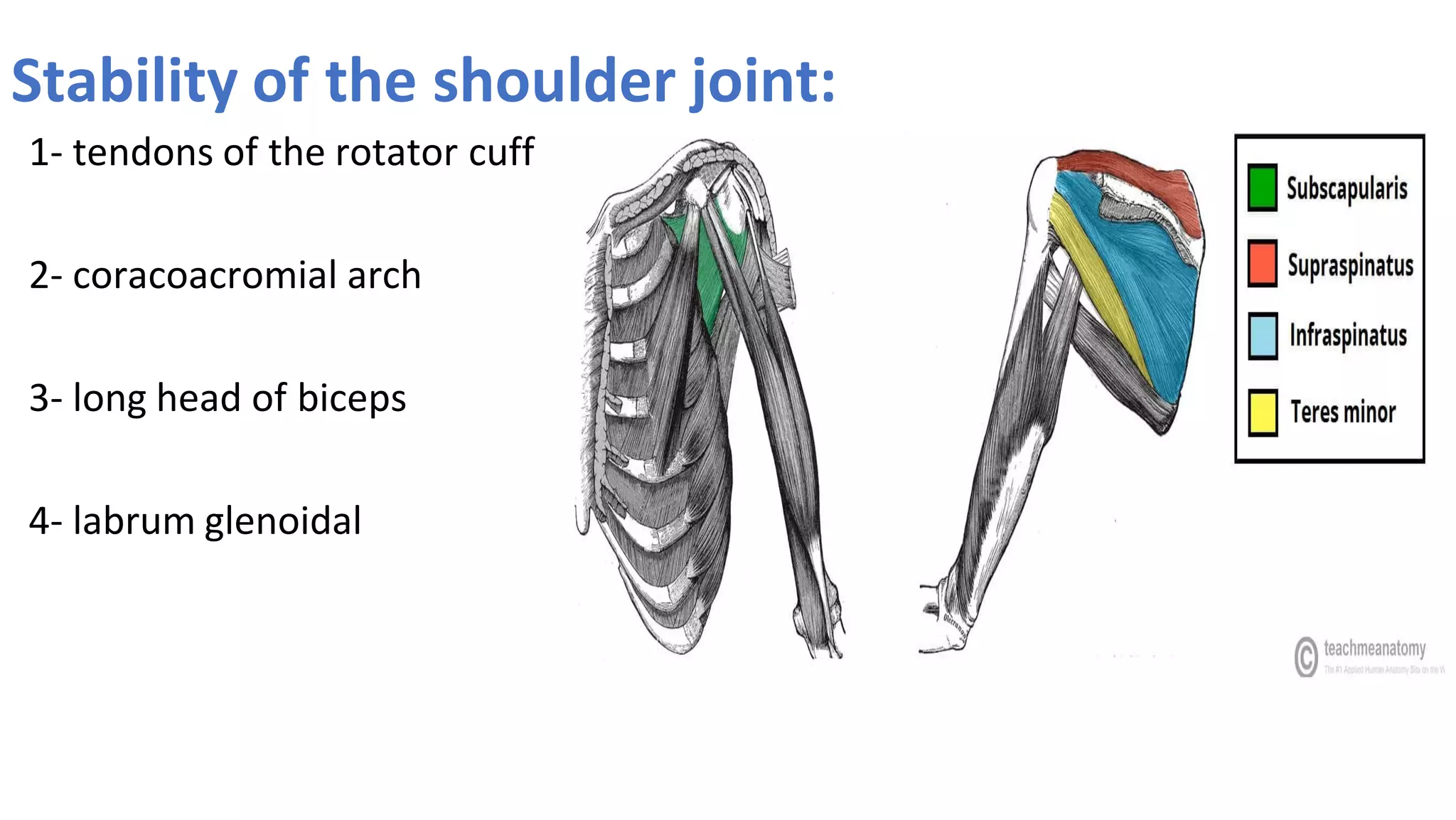 Stability of the shoulder joint:
1- tendons of the rotator cuff
2- coracoacromial arch
3- long head of biceps
4- labrum glenoidal
 