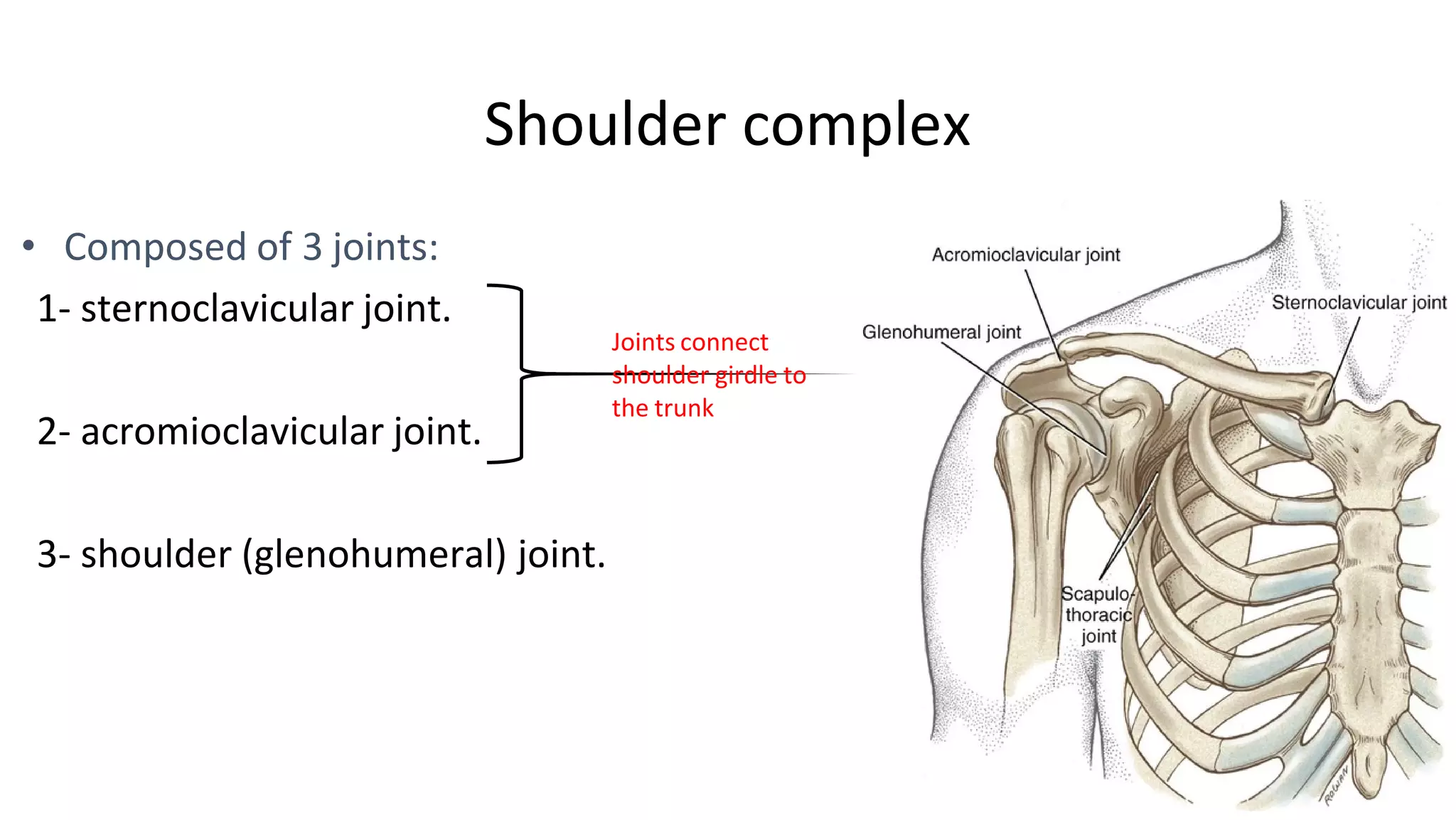 Shoulder complex
• Composed of 3 joints:
1- sternoclavicular joint.
2- acromioclavicular joint.
3- shoulder (glenohumeral) joint.
Joints connect
shoulder girdle to
the trunk
 