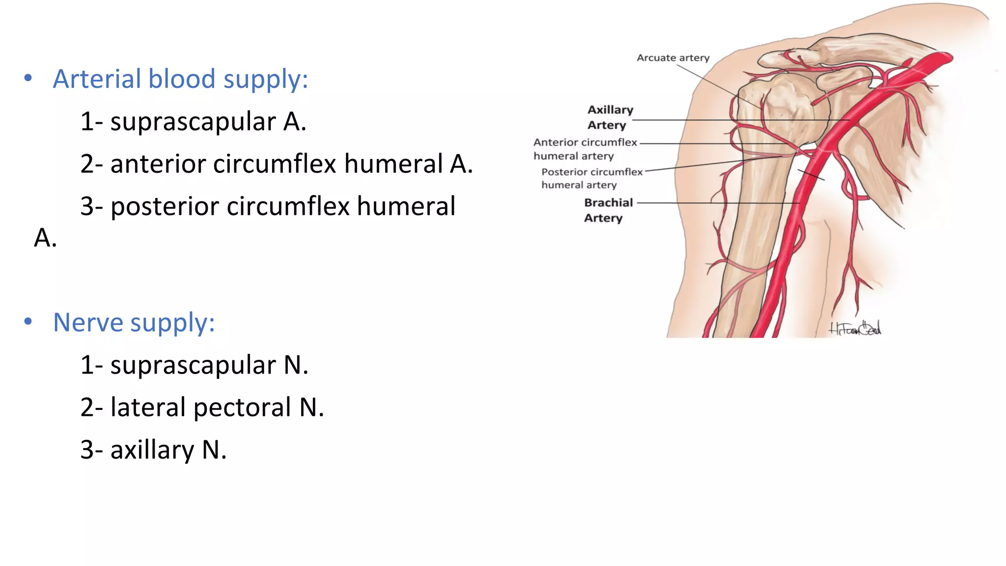 • Arterial blood supply:
1- suprascapular A.
2- anterior circumflex humeral A.
3- posterior circumflex humeral
A.
• Nerve supply:
1- suprascapular N.
2- lateral pectoral N.
3- axillary N.
 