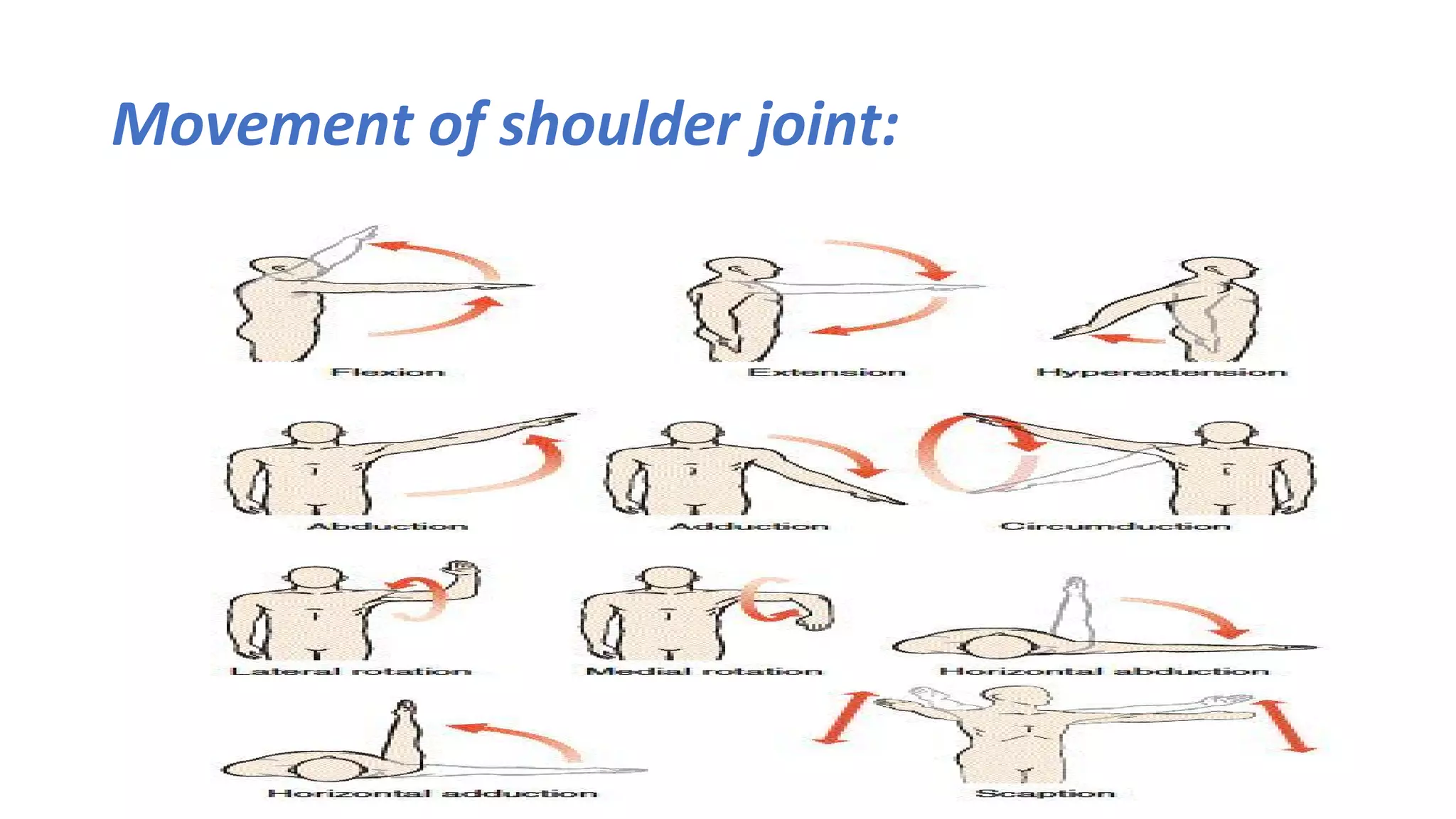 Movement of shoulder joint:
 