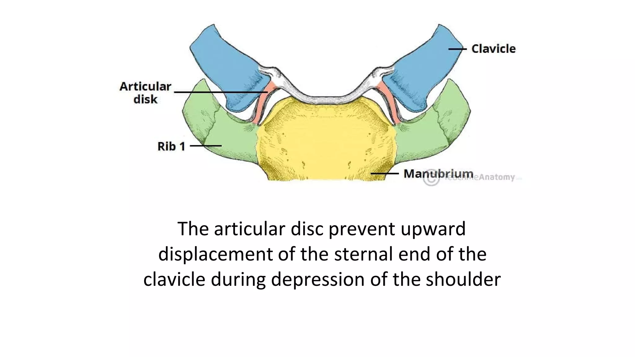 The articular disc prevent upward
displacement of the sternal end of the
clavicle during depression of the shoulder
 