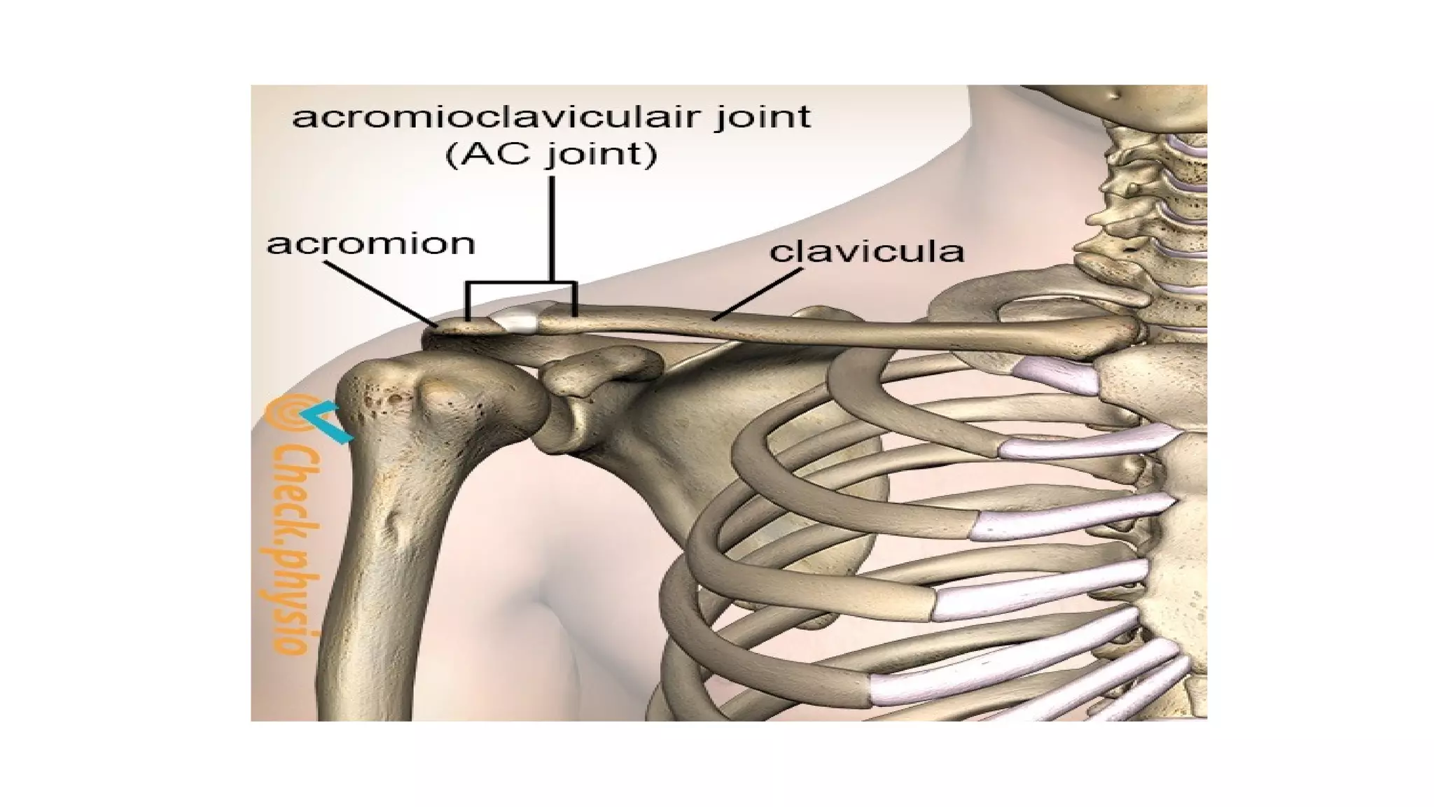 Acromioclavicular Joint Shoulder Joint Sternoclavicular Joint PPT