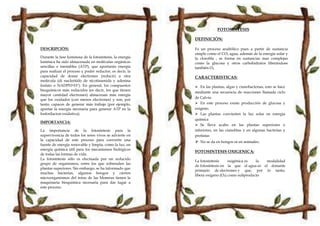 DESCRIPCIÓN:
Durante la fase luminosa de la fotosíntesis, la energía
lumínica ha sido almacenada en moléculas orgánicas
sencillas e inestables (ATP), que aportarán energía
para realizar el proceso y poder reductor, es decir, la
capacidad de donar electrones (reducir) a otra
molécula (di nucleótido de nicotinamida y adenina
fosfato o NADPH+H+). En general, los compuestos
bioquímicos más reducidos (es decir, los que tienen
mayor cantidad electrones) almacenan más energía
que los oxidados (con menos electrones) y son, por
tanto, capaces de generar más trabajo (por ejemplo,
aportar la energía necesaria para generar ATP en la
fosforilacion oxidativa).
IMPORTANCIA:
La importancia de la fotosíntesis para la
supervivencia de todos los seres vivos se advierte en
la capacidad de este proceso para convertir una
fuente de energía renovable y limpia, como la luz, en
energía química útil para los mecanismos biológicos
de todas las formas de vida.
La fotosíntesis sólo es efectuada por un reducido
grupo de organismos, entre los que sobresalen las
plantas superiores. Sin embargo, se ha informado que
muchas bacterias, algunos hongos y ciertos
microorganismos del reino de las Moneras tienen la
maquinaria bioquímica necesaria para dar lugar a
este proceso.
FOTOSINTESIS
DEFINICIÓN:
Es un proceso anabólico pues a partir de sustancia
simple como el CO2 agua, además de la energía solar y
la clorofila , se forma en sustancias mas complejas
como la glucosa y otros carbohidratos liberándose
también O2.
CARACTERISTICAS:
 En las plantas, algas y cianobacterias, esto se hace
mediante una secuencia de reacciones llamada ciclo
de Calvin
 En este proceso existe producción de glucosa y
oxigeno.
 Las plantas convierten la luz solar en energía
química
 Se lleva acabo en las plantas superiores e
inferiores, en las cianofitas y en algunas bacterias y
protistas
 No se da en hongos ni en animales.
FOTOSINTESIS OXIGENICA:
La fotosíntesis oxigénica es la modalidad
de fotosíntesis en la que el agua es el donante
primario de electrones y que, por lo tanto,
libera oxígeno (O2) como subproducto
 