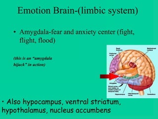 Emotion Brain-(limbic system)
• Amygdala-fear and anxiety center (fight,
flight, flood)
(this is an “amygdala
hijack” in action)
• Also hypocampus, ventral striatum,
hypothalamus, nucleus accumbens
 