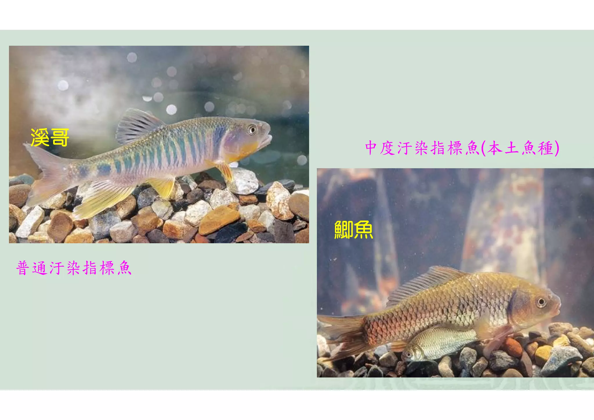 溪哥         中度汙染指標魚(本土魚種)



          鯽魚
普通汙染指標魚
 