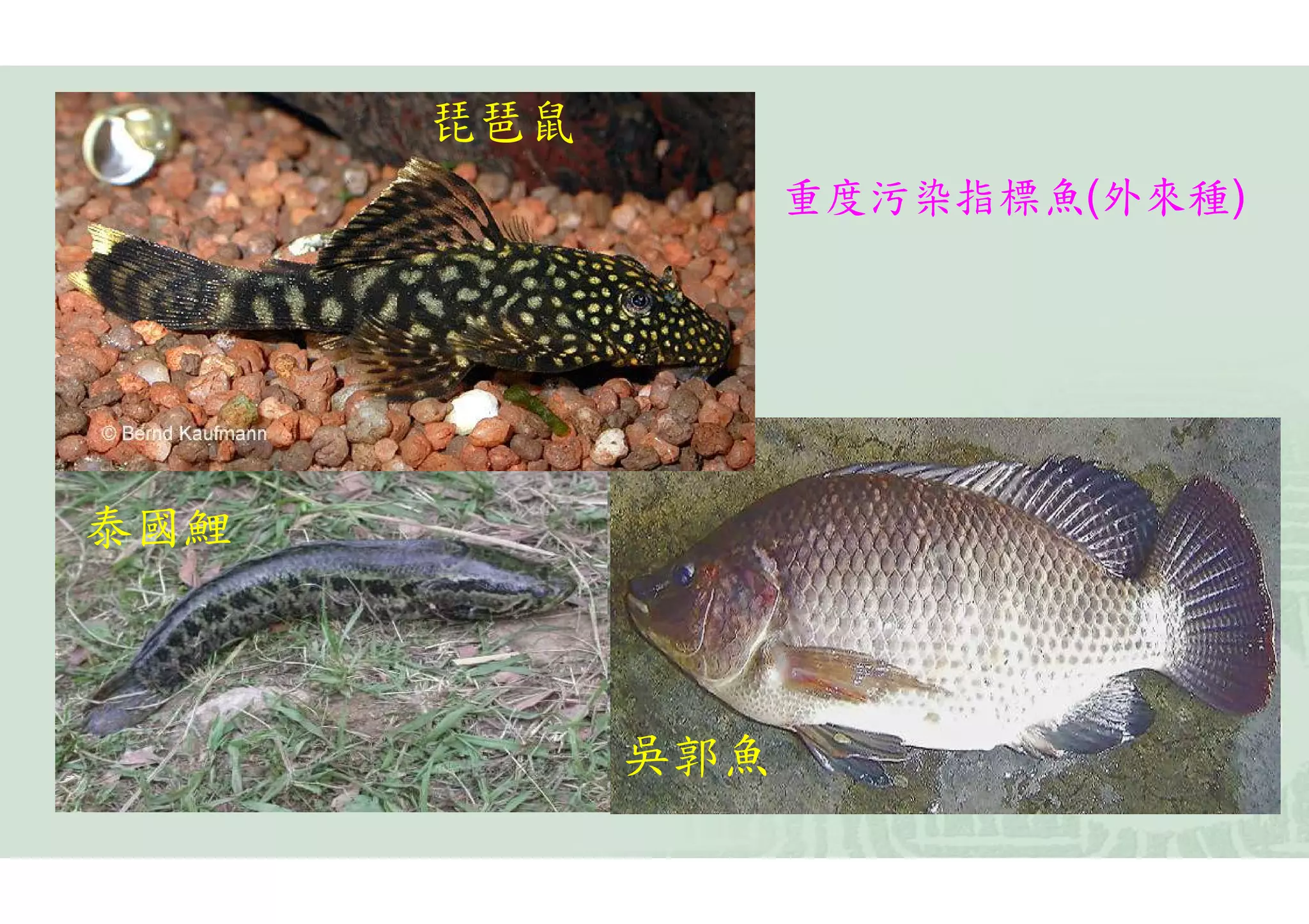 琵琶鼠
                  重度污染指標魚(外來種)




泰國鯉



            吳郭魚
 