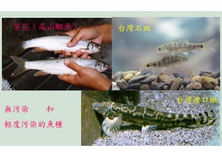 苦花（高山鯝魚）   台灣石斑




                   台灣櫻口鰍
無污染   和
輕度污染的魚種
 